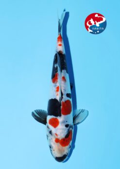 Alternative view of Doitsu Showa Miyatora