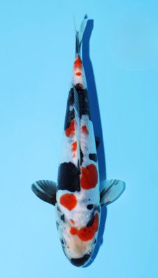 Doitsu Showa Miyatora