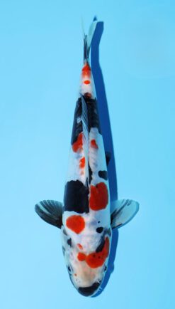 Doitsu Showa Miyatora