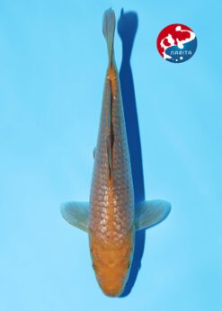 Alternative view of Ginrin Chagoi Marusaka