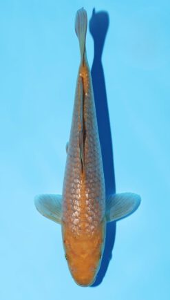 Ginrin Chagoi Marusaka