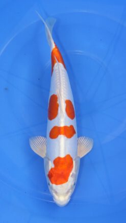 Kikusui Marusaka