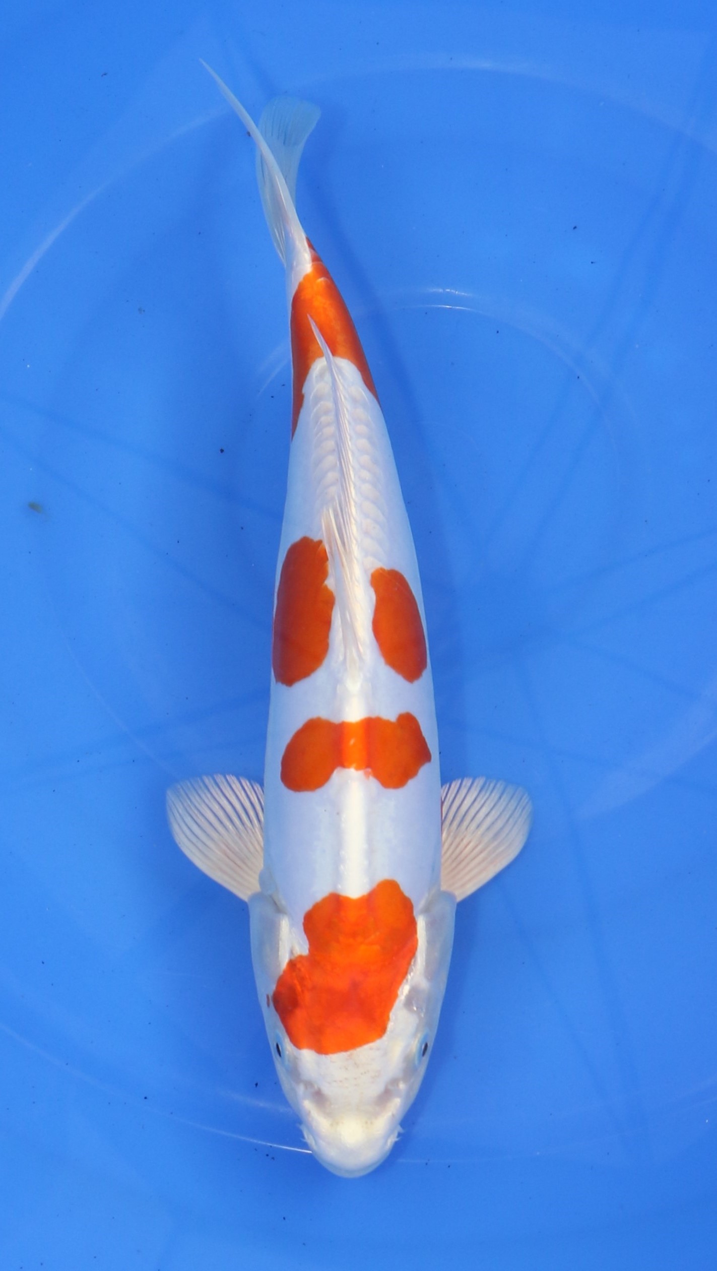 Kikusui Marusaka