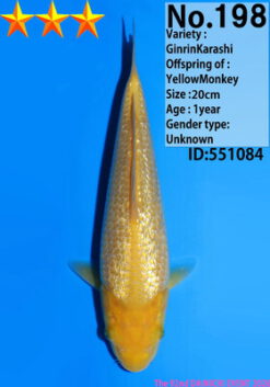 Alternative view of Ginrin Karashigoi Dainichi YellowMonkey