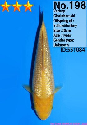 Ginrin Karashigoi Dainichi YellowMonkey - Afbeelding 2