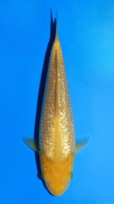 Ginrin Karashigoi Dainichi YellowMonkey