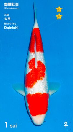 Ginrin Kohaku Ogata Female