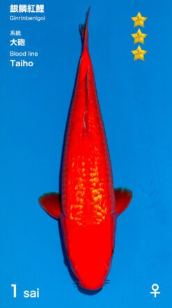 Ginrin Benigoi Ogata Female