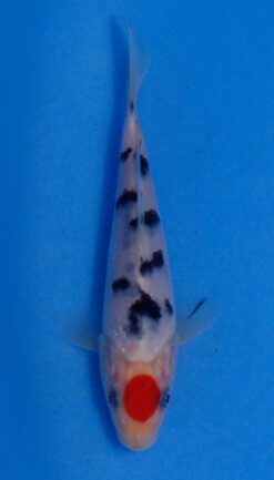 Tancho Sanke Hosokai