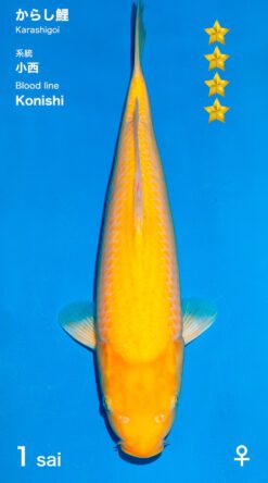 Karashigoi Ogata Female