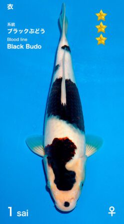 Black Budo Ogata Female