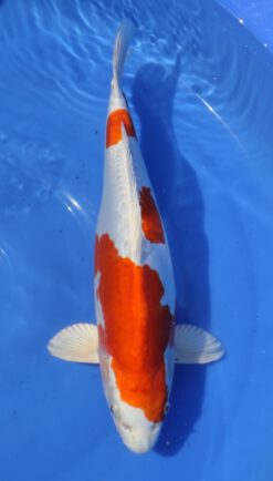 Kikusui Marusaka Female