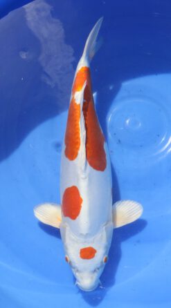 Kikusui Marusaka Female