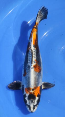 Beni Kikokuryu Marusaka Female