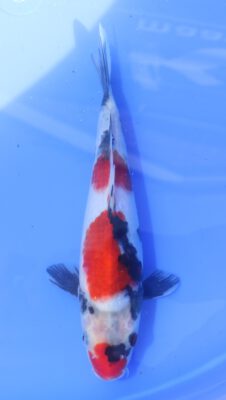 Showa Hosokai