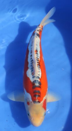 Shusui Marusaka Female