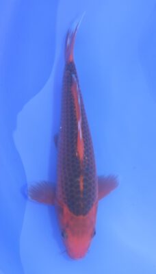 Aka Matsuba Hosokai