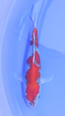 Goshiki Hosokai
