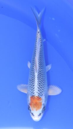 Tancho Kujaku Hosokai