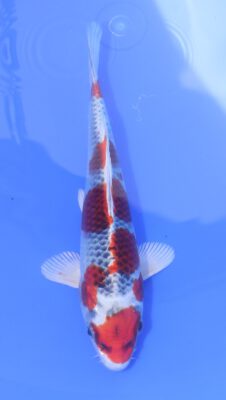 Kujaku Hosokai