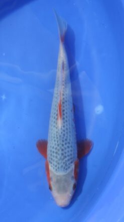 Asagi Hosokai