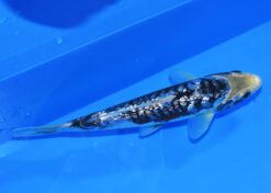 Alternative view of Kawarigoi Taniguchi