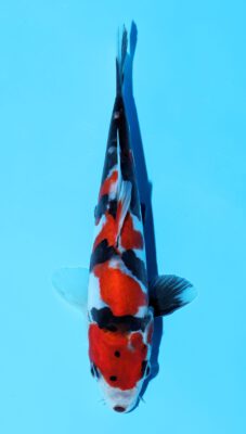 Doitsu Showa Shinoda