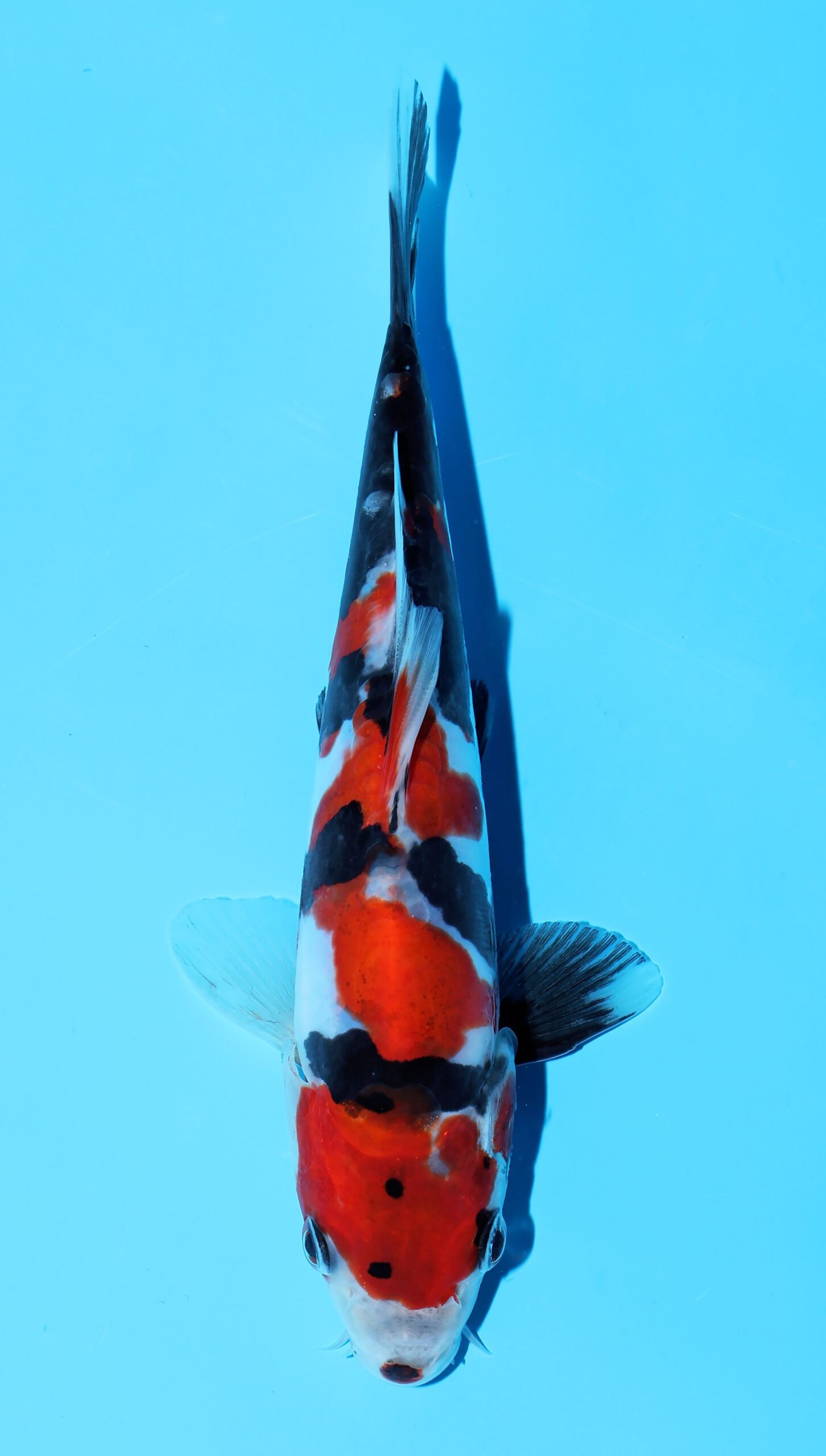 Doitsu Showa Shinoda