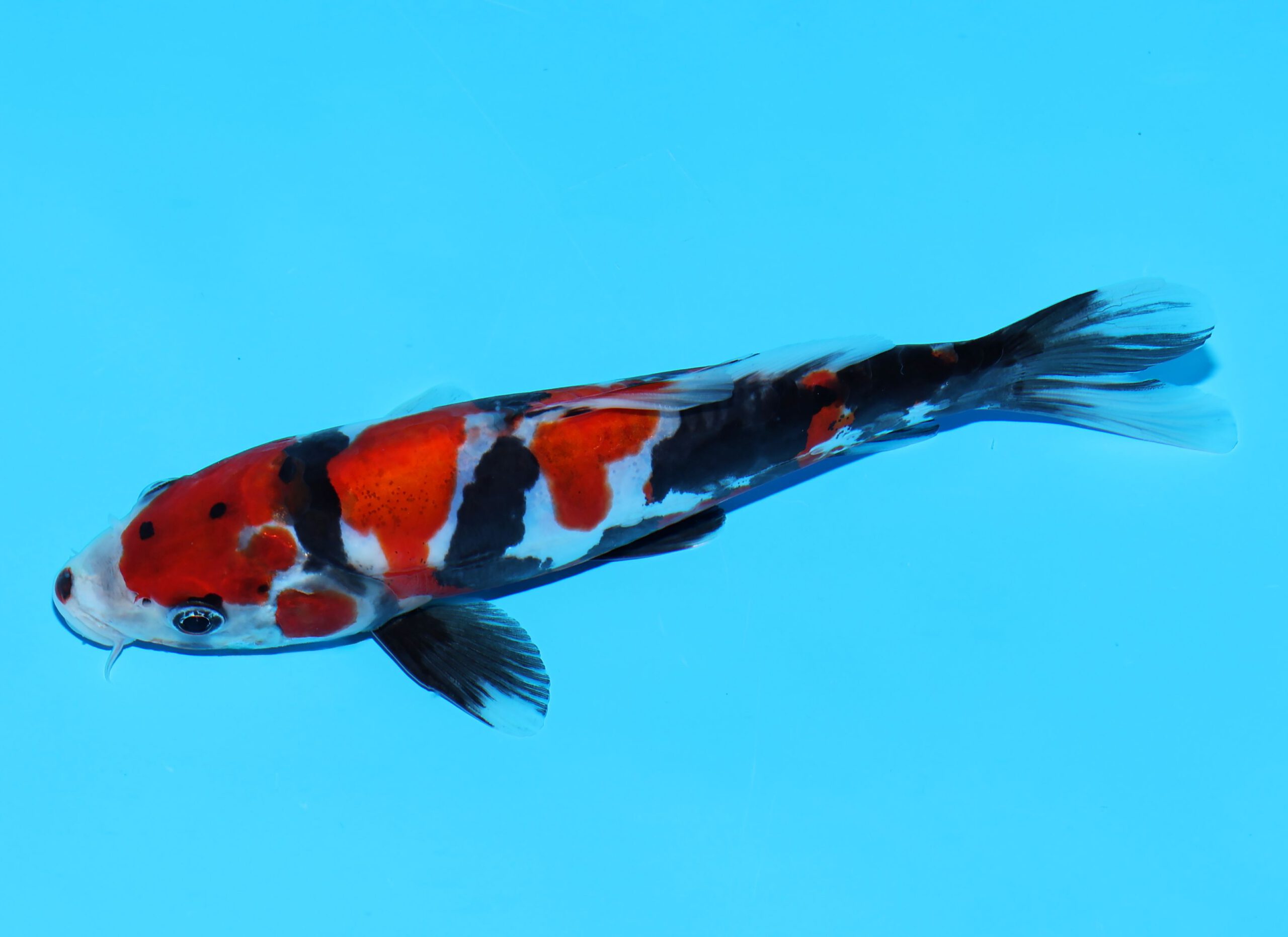 Doitsu Showa Shinoda - Afbeelding 4