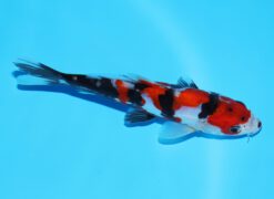 Alternative view of Doitsu Showa Shinoda