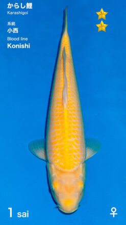 Karashigoi Ogata Female