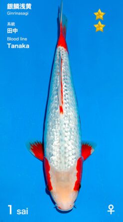 Ginrin Asagi Ogata Female