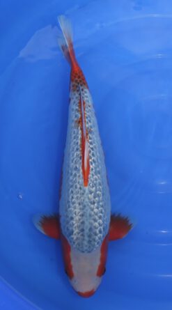 Ginrin Asagi Ogata Female