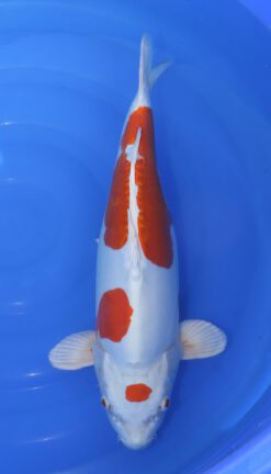 Kikusui Marusaka Female