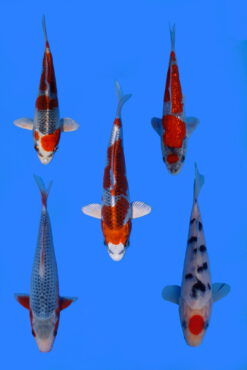 Alternative view of Asagi Hosokai