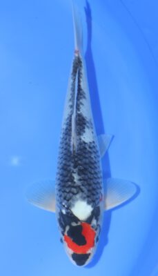 Tancho Showa Otsuka