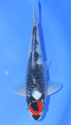 Tancho Showa Otsuka