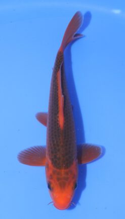 Aka Matsuba Otsuka