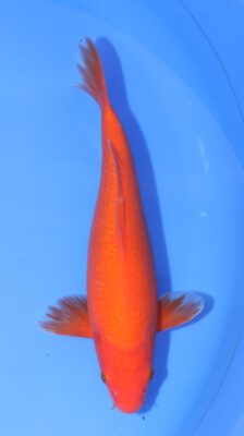 Benigoi Sakazume