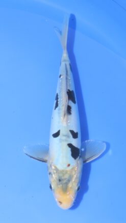 Beni Kikokuryu Otsuka