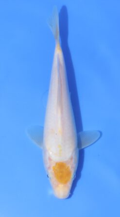 Tancho Hariwake Sakazume