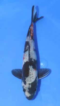 Kage Utsuri Otsuka