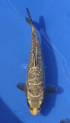 Aragoke Kobayashi