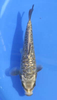 Aragoke Kobayashi