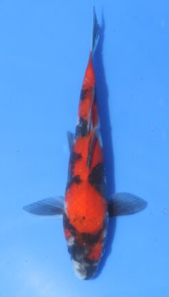 Showa Otsuka