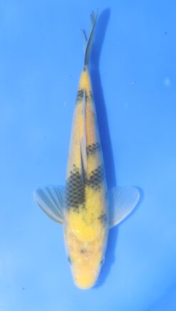 Ki Utsuri Otsuka
