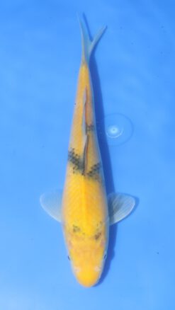 Ki Utsuri Otsuka