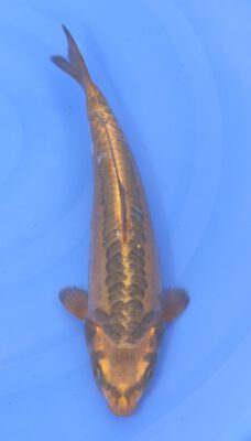 Aragoke Kobayashi