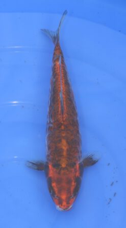 Aragoke Kobayashi