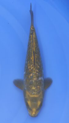 Aragoke Kobayashi